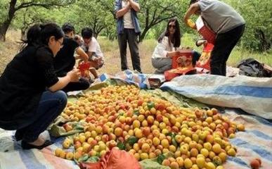 河南澠池:發(fā)展“生產(chǎn)+銷售+旅游”新模式!在外打工者紛紛返鄉(xiāng)創(chuàng)業(yè)