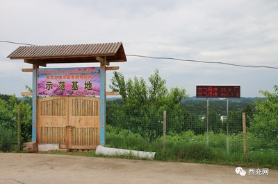 【充國香桃】古樓高山桃園充國香桃開始預(yù)售