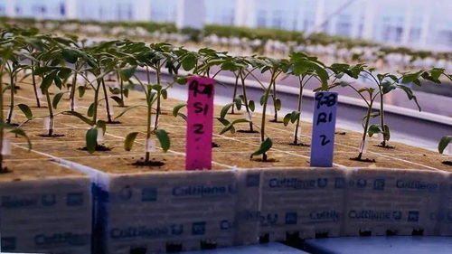 上海崇明島將添一座世界級(jí)工廠