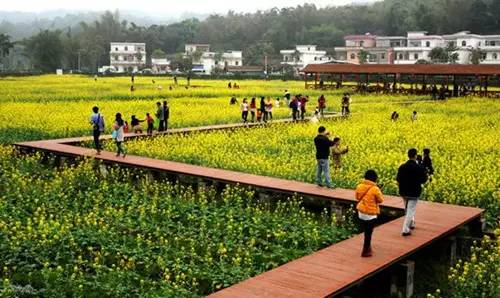 這么美的古老村落都在廣州,還能邊賞景邊農家樂~為什么你還要去鳳凰烏鎮黃姚?