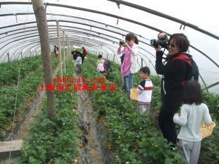 上海青浦農家樂旅游 南匯采草莓 釣魚_農副產品_世界工廠網